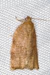 Archips rosana