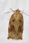 Archips xylosteana