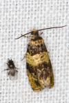 Celypha aurofasciana