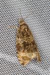 Celypha lacunana