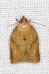Clepsis consimilana