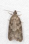 Cnephasia