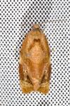 Ditula angustiorana