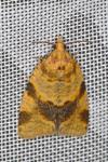 Epagoge grotiana