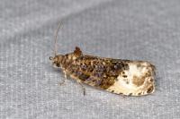Hedya nubiferana