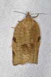Lozotaenia forsterana