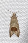 Notocelia uddmanniana