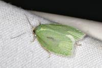 Tortrix viridana