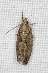 Zeiraphera isertana