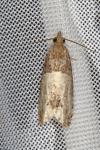 Spilonota ocellana