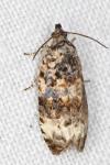 Endothenia gr. gentianaeana