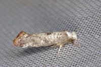 Paraswammerdamia albicapitella