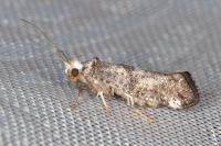 Paraswammerdamia nebulella