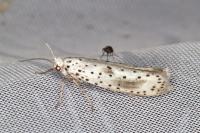Yponomeuta irrorella