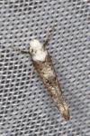 Paraswammerdamia albicapitella