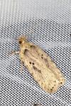 Agonopterix yeatiana