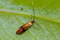 Nemophora minimella