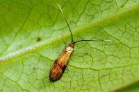 Nemophora minimella