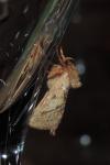 Triodia sylvina