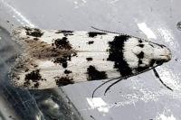 Pseudotelphusa scalella