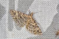 Alucita hexadactyla