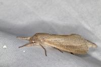 Phragmataecia castaneae