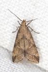 Brachmia blandella