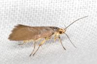 Crassa unitella