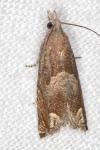 Eucosma conterminana