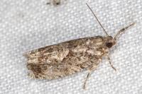 Zeiraphera isertana