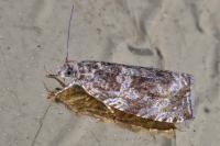 Celypha lacunana
