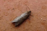 Tortricodes alternella