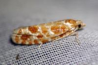 Rhyacionia pinicolana