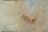 Helcystogramma rufescens
