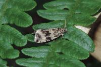 Celypha lacunana