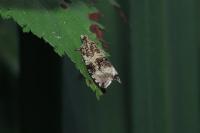 Celypha lacunana
