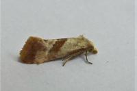 Falseuncaria ruficiliana