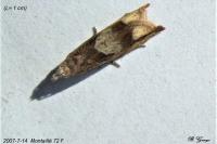 Crocidosema plebejana