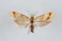Aethes bilbaensis