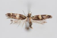 Apatema impunctella