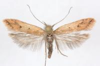 Dichomeris acuminata