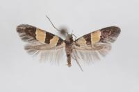 Goidanichiana jourdheuillella