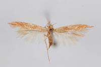 Pyroderces argyrogrammos