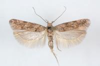 Teleiopsis diffinis
