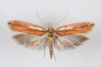 Ypsolopha parenthesella