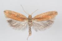 Ypsolopha parenthesella