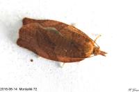 Pandemis heparana