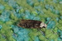 Endrosis sarcitrella