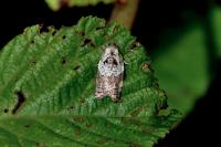 Acleris variegana