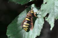 Sesia apiformis